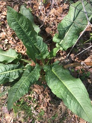 Rumex