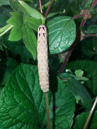 Lesser Yellow Underwing, photo 4 of 10
