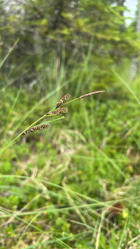smooth black sedge