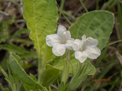 Ruellia metziae, photograph (c) Turner Brockman, some rights reserved (CC BY-SA)