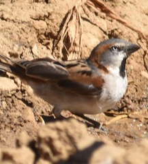 Passer rufocinctus