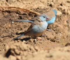 Uraeginthus cyanocephalus