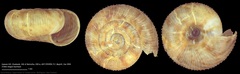 Charopidae