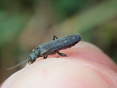 Oedemera lurida