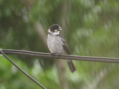Sporophila americana