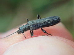Oedemera lurida