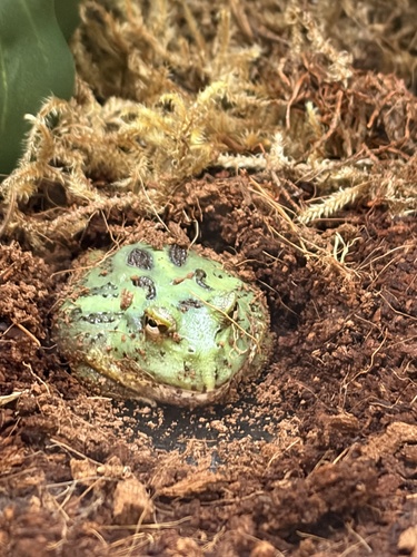 animal observation 2