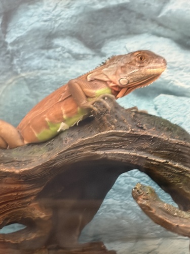 animal observation 3