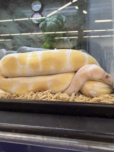 animal observation 4