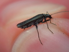 Oedemera lurida