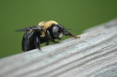 Xylocopa virginica