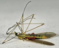 Gonomyia sulphurella