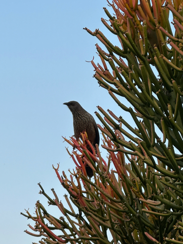 Arrow-marked Babbler