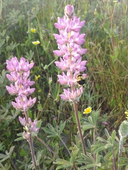 Lupinus microcarpus microcarpus