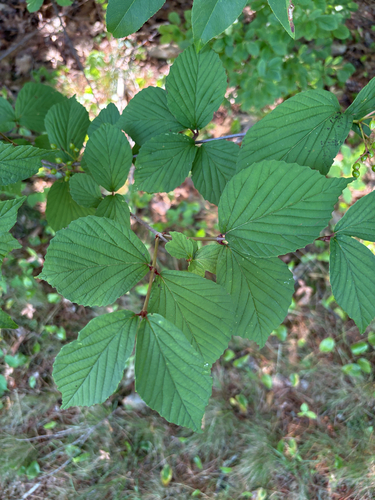 Viburnum wrightii observed 2026-07-24
