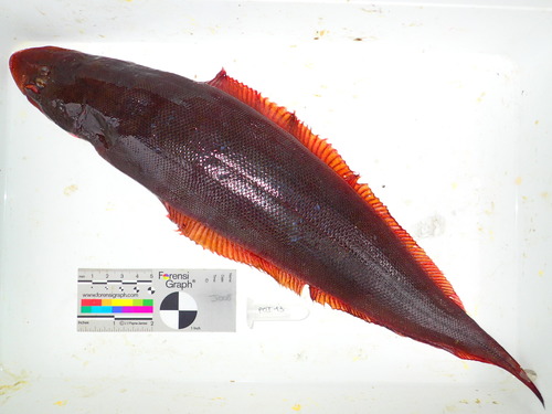 Guinean tonguesole (Cynoglossus monodi) — Cynoglossidae
