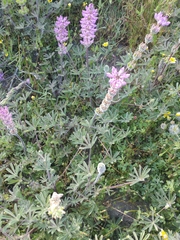 Lupinus microcarpus microcarpus