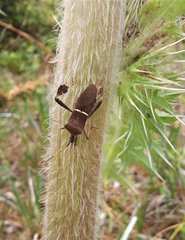 Leptoglossus phyllopus