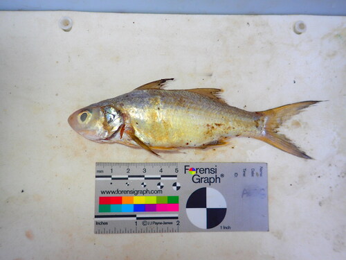 Lesser African Threadfin