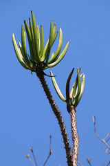 Pachypodium rutenbergianum
