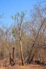 Pachypodium rutenbergianum