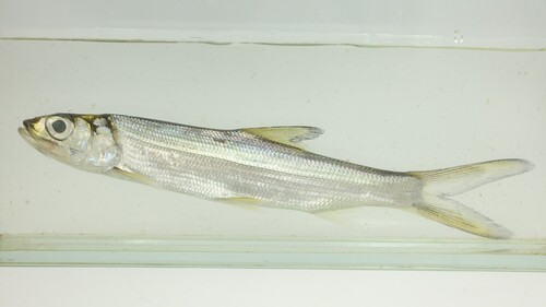 West African ladyfish (Elops lacerta) — Elopidae — 3