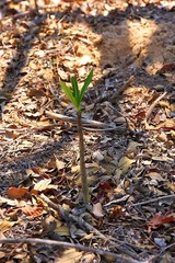 Pachypodium rutenbergianum