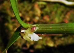 Scaphyglottis