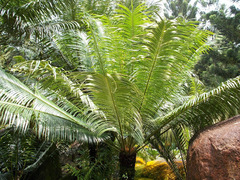 Cycas rumphii