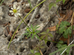 Anemone edwardsiana