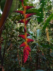 Heliconia pogonantha