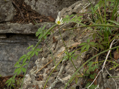 Anemone edwardsiana, photograph (c) Turner Brockman, some rights reserved (CC BY-SA)