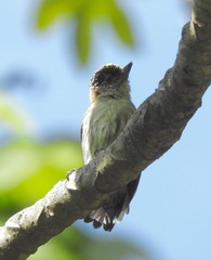 Picumnus granadensis