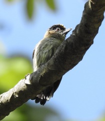 Picumnus granadensis