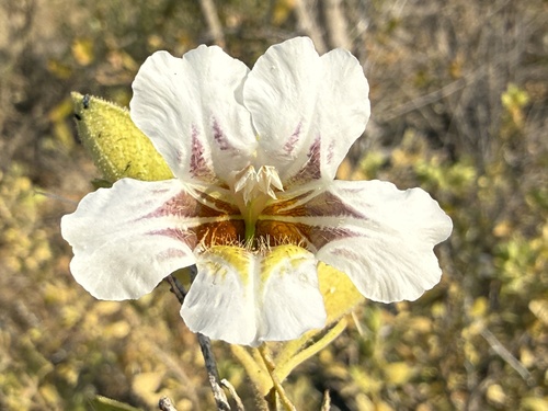 Otavi Mountain petalbush