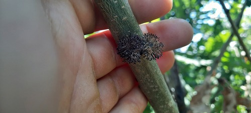 Hedgehog Gall Wasp