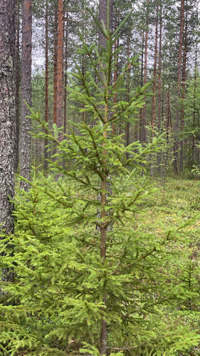 Norway spruce