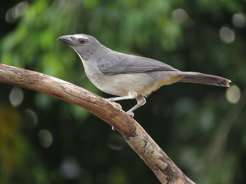 Bluish-gray Saltator