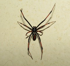 Latrodectus variolus