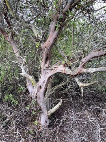 mission manzanita