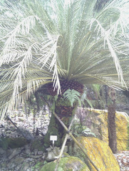 Macrozamia moorei