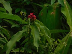 Costus comosus bakeri