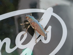 Chalcophora mariana massiliensis