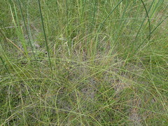Eleocharis rostellata