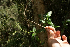 Valeriana clematitis