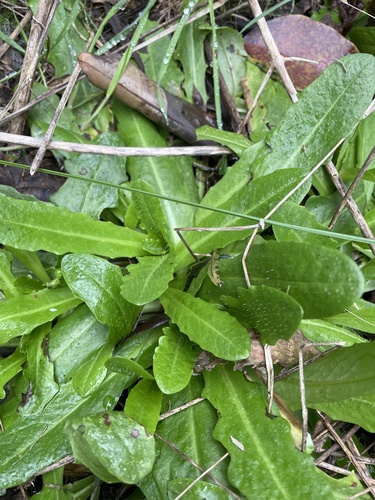 Common Cat's-ear