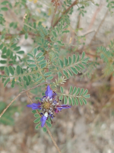 Dalea coerulea, photograph 4