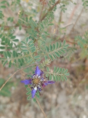 Dalea coerulea, photograph (c) Ileana Herrera, some rights reserved (CC BY)