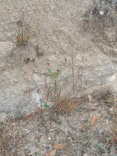 Dalea coerulea, photograph 5
