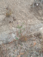 Dalea coerulea, photograph (c) Ileana Herrera, some rights reserved (CC BY)